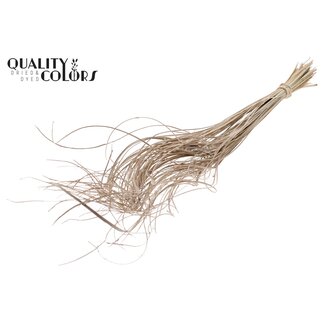QC Dried Palm Leaf Vein | Curly Ting Ting | Colour: Frosted White | Length ± 70 centimetres | 100 stems per bunch | Per bunch