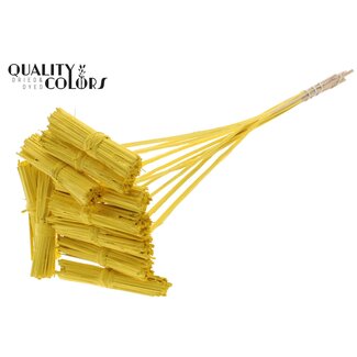 QC Kore Bouquet on Stick | Colour: Yellow | Kore Stick Insert | Stick Insert Length ± 50 centimetres | 10 stick inserts per bunch
