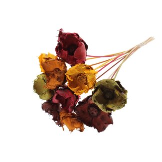 QC Dried Bleached Palm Cup on stem | Pumpkin Spice mix | Colour: Mixed Colours | Length ± 50 centimetres | 10 stems per bunch