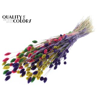 QC Phalaris séchée "Coloré 2" | Couleur : Couleurs Mélangées | Fleurs séchées de Canarie | Longueur ± 60 centimètres | Poids 220 grammes | Par bouquet