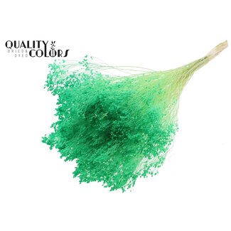 QC Gebleichte Getrocknete Broom Bloom | Farbe: Hellgrün | Besenginster Trockenblumen | Länge ± 50 Zentimeter | Gewicht 100 Gramm | Pro Bund