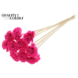 QC Shola Houten met was Karnish Bloem op stok | Kleur: Kerskleurig | Shola Karnish Flower Bijsteker | Diameter bloem 6 centimeter | Lengte bijsteker ± 50 centimeter | 10 bijstekers per bos