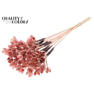 QC Bakuli sur tige | Couleur : Rose clair | Capsule de graine de hêtre Pique-fleur | Longueur ± 50 centimètres | 10 piques-fleurs par bouquet