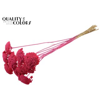 QC Getrocknetes Schafgarbe | Farbe: Frostig Kirschfarben | Achillea Trockenblumen | Durchmesser ± 2 - 4 Zentimeter | Länge ± 60 Zentimeter | 15 Stiele pro Bund | Pro Bund