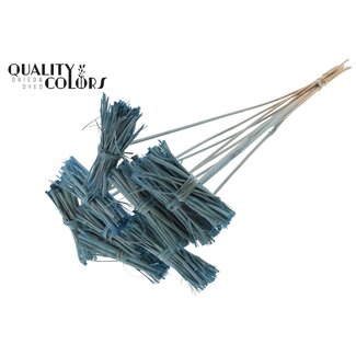 QC White Lady Posy on Stick | Colour: Frosted Light Blue | White Lady Posy Stick | Length ± 50 centimetres | 10 sticks per bunch