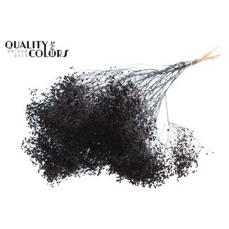 QC Dried Broom Bloom | Colour: Black | Broom Dried Flowers | Length ± 50 centimetres | Weight 100 grams | Per bunch