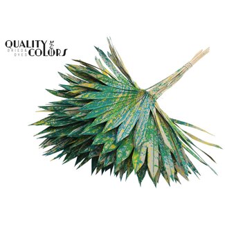 QC Palm Sun Spear Séché | Couleur : Vert Multicolore | Feuilles de Palmier en Forme d'Éventail | Longueur ± 50 centimètres | 10 branches par bouquet | Par bouquet