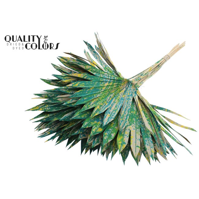 Palm Sun Spear Séché | Couleur : Vert Multicolore | Feuilles de Palmier en Forme d'Éventail | Longueur ± 50 centimètres | 10 tiges par bouquet | Par bouquet
