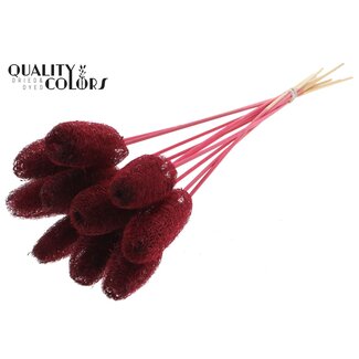 QC Mini Loofah Sponge on stick | Colour: Bordeaux red | Loofah Plant Stick | Length ± 50 centimetres | 10 sticks per bunch