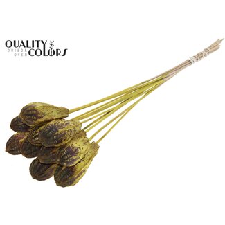 QC Mahogany Seed Pod on Stick | Colour: Yellow | Swietenia Mahagoni Dried Fruit Pick | Pick Length ± 50 centimetres | 10 picks per bunch