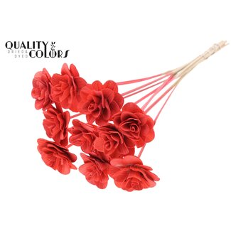 QC Shola Houten Roos op stok | Kleur: Koraalkleurig | Shola Beetal Rose Bijsteker | Diameter roos 8 centimeter | Lengte bijsteker ± 50 centimeter | 10 bijstekers per bos