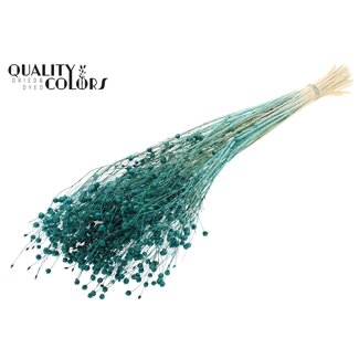 QC Gedroogd Gebleekt Lino Vlas | Kleur: Turquoise | Linum Droogbloemen | Lengte ± 70 centimeter | Gewicht 100 gram | Per bos