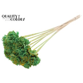 QC Shola Houten Karnish Flower on stick | Colour: Speckled Mint Green Yellow | Shola Karnish Flower Stick | Flower diameter 6 centimetres | Stick length ± 50 centimetres | 10 sticks per bunch