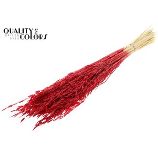 QC Gebleichter Getrockneter Hafer | Farbe: Rot | Avena Trockenblumen | Länge ± 60 Zentimeter | Gewicht 200 Gramm | Pro Bund