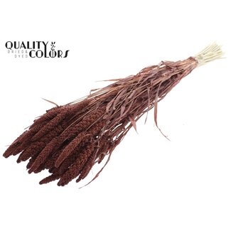 QC Millet blanchi séché | Couleur : Marron | Pennisetum Fleurs séchées | Longueur ± 70 centimètres | Poids 200 grammes | Par bouquet