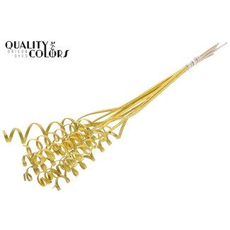 QC Palm Spiraal op steel | Kleur: Metallic Geel | Cane Cone Bijsteker | Lengte bijsteker ± 50 centimeter | Per 10 bijstekers
