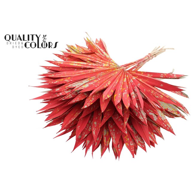 Palm Sun Spear Séchée | Couleur : Multicolore Rouge | Feuilles de palmier en forme d'éventail | Longueur ± 50 centimètres | 10 tiges par bouquet | Par bouquet