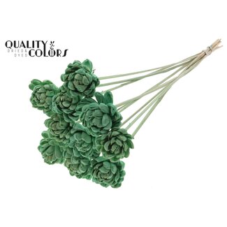 QC Shola Roos op stok | Kleur: Mintgroen | Shola New Beauty Rose | Diameter 6 centimeter | Lengte ± 50 centimeter | 10 bijstekers per bos | Per bos