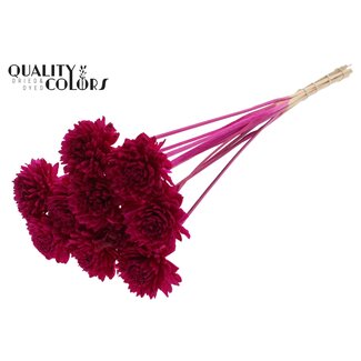 QC Shola Zinnia Flower on stem | Colour: Lilac-coloured | Shola Zinia | Diameter 6 centimeter | Length ± 50 centimeter | 10 picks per bunch | Per bunch