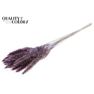 QC Plumes de Pampas Séchées Fluffy | Couleur : Lilas | Longueur ± 70 centimètres | 10 plumes par bouquet | Par bouquet