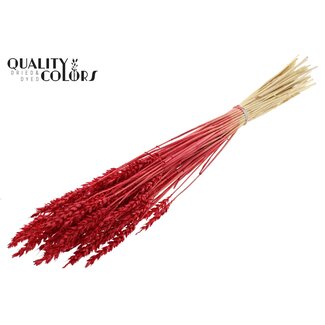 QC Gedroogde Gebleekte Tarwe | Kleur: Rood | Triticum Droogbloemen | Lengte ± 60 centimeter | Gewicht 100 gram | Per bos