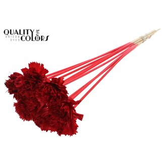 QC Shola Karnish Blume am Stiel | Farbe: Rot | Durchmesser 6 centimeter | Länge ± 50 centimeter | 10 Anstecker pro Bund | Pro Bund