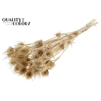 QC Dried Cardistella Thistles | Colour: Silver | Cardi Stella Dried Flowers | Length ± 55 centimetres | 10 stems per bunch | Per bunch