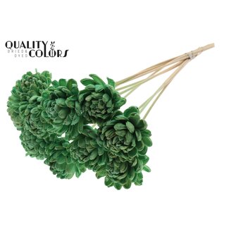 QC Shola Roos op stok | Kleur: Mintgroen | Shola New Beauty Rose | Diameter 8 centimeter | Lengte ± 50 centimeter | 10 bijstekers per bos | Per bos