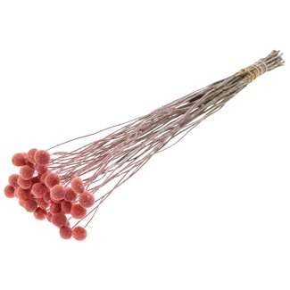 QC Getrocknete Craspedia | Farbe: Frosted Rosa | Trommelstöckchen Trockenblumen | Länge ± 70 Zentimeter | 10 Stiele pro Bund | Pro Bund
