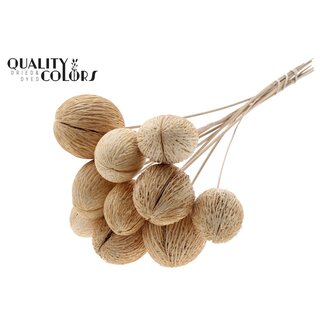 QC Boîte de graines de Mintolla blanchie sur tige | Couleur : Naturelle | Décoration sèche Pong Pong Mintolla | Longueur ± 50 centimètres | 5 tiges par bouquet