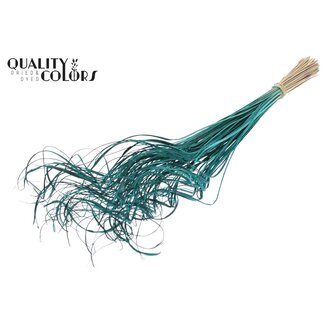 QC Feuille de palmier séchée Nerf | Curly Ting Ting | Couleur : Turquoise | Longueur ± 70 centimètres | 100 branches par bouquet | Par bouquet
