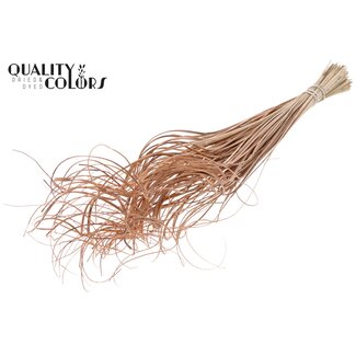 QC Gedroogd Palmblad Nerf | Curly Ting Ting | Kleur: Frosted Zalmkleurig | Lengte ± 70 centimeter | 100 takken per bos | Per bos