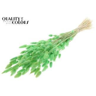 QC Dried Bleached Bunny Tails Premium | Colour: Mint Green | Lagurus Ovatus dried flowers | Length ± 70 centimetres | Weight 100 grams | Per bunch
