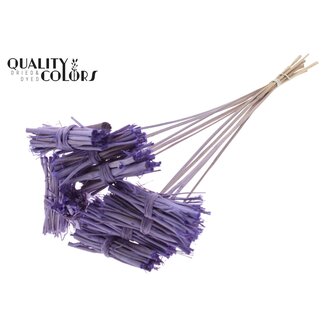 QC White Lady Posy on Stick | Colour: Frosted Milk Purple | White Lady Posy Stick | Length ± 50 centimetres | 10 sticks per bunch