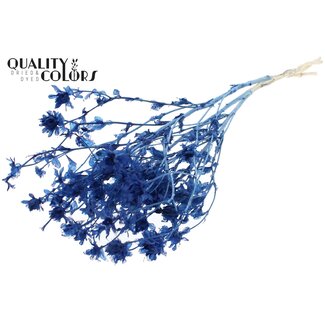 QC Getrocknete gebleichte Carthamus | Farbe: Blau | Saflor oder Bidens Trockenblumen | Länge ± 70 Zentimeter | Pro Bund