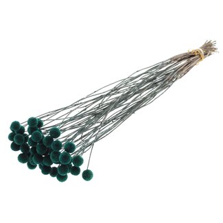 QC Craspedia séchée | Couleur : Turquoise | Fleurs séchées en forme de bâton de tambour | Longueur ± 70 centimètres | 10 tiges par bouquet | Par bouquet
