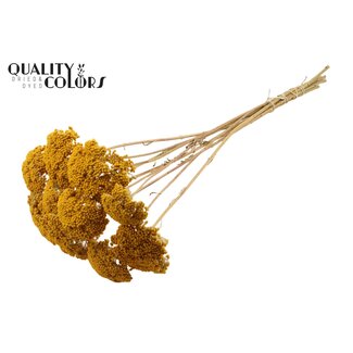 QC Dried Yarrow | Colour: Natural Yellow | Achillea Dried Flowers | Diameter ± 2 - 4 centimetres | Length ± 60 centimetres | 15 stems per bunch | Per bunch