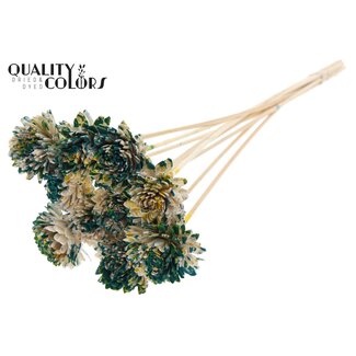 QC Shola Houten Zinnia op stok | Kleur: Meerkleurig Groen Geel | Shola Zinia Bijsteker | Diameter bloem 6 centimeter | Lengte bijsteker ± 50 centimeter | 10 bijstekers per bos