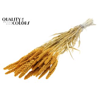 QC Millet Blanchi Séché | Couleur : Abricot | Pennisetum Fleurs Séchées | Longueur ± 70 centimètres | Poids 200 grammes | Par bouquet