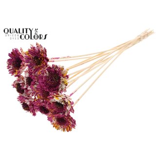 QC Shola Daisy Sunflower on stick | Colour: Multicoloured Cherry-coloured Yellow | Shola Daisy Sunflower | Diameter 6 centimeter | Length ± 50 centimeter | 10 picks per bunch | Per bunch