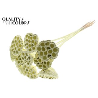 QC Gedroogde Lotus Peulen op stok | Kleur: Crèmekleurig | Diameter Lotus 5 - 7 centimeter | Lengte bijsteker ± 50 centimeter | 10 bijstekers per bos