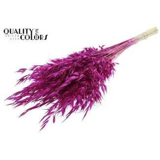 QC Avoine Sauvage Séchée | Couleur : Lilas | Fleurs Séchées Avena Sauvage | Longueur ± 70 centimètres | Poids 100 grammes | Par bouquet