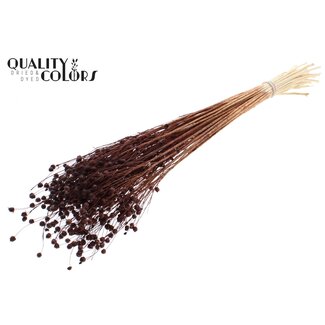QC Lino Lin Blanchi Séché | Couleur : Marron | Linum Fleurs Séchées | Longueur ± 70 centimètres | Poids 100 grammes | Par bouquet