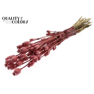 QC Gedroogde Slaapbol | Kleur: Metallic Rood | Papaver Somniferum Droogbloemen | Lengte ± 60 centimeter | Gewicht 200 gram | Per bos