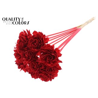 QC Shola Dahlia sur tige | Couleur: Rouge | Shola Dhalya | Diamètre 6 centimeter | Longueur ± 50 centimeter | 10 piques par bouquet | Par bouquet