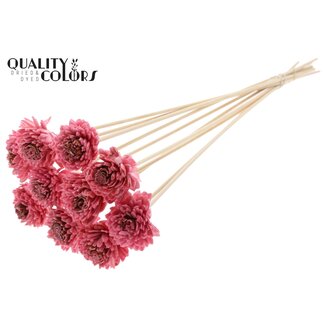 QC Shola Zinnia met was op stok | Kleur: Lichtroze | Shola Zinia | Diameter 6 centimeter | Lengte ± 50 centimeter | 10 bijstekers per bos | Per bos