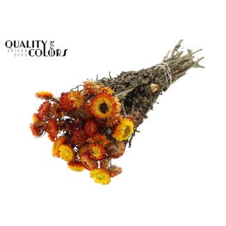 QC Getrocknete Strohblume | Farbe: Natürliches Orange | Helichrysum Trockenblumen | Länge ± 45 Zentimeter | Gewicht ± 75 Gramm | Pro Bund