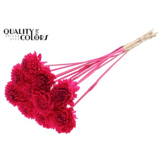 QC Shola Zinnia Bloem op stok | Kleur: Kerskleurig | Shola Zinia | Diameter 6 centimeter | Lengte ± 50 centimeter | 10 bijstekers per bos | Per bos