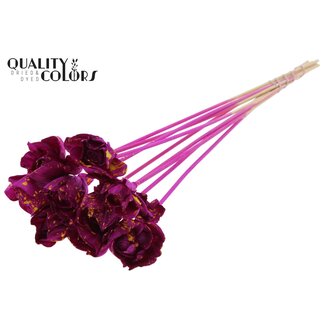 QC Shola rose on stem | Colour: Splattered lilac-coloured yellow | Shola Dear Holly | Diameter 6 centimetre | Length ± 50 centimetre | 10 picks per bunch | Per bunch