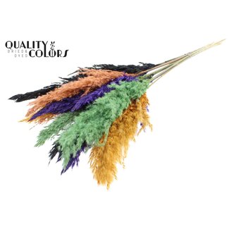 QC Dried Pampas Plumes “Halloween Mix” | Colour: Mixed Colours | Pampas Dried Flowers | Length ± 70 centimetres | 10 plumes per bunch | Per bunch